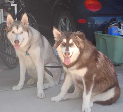 Hudons Malamutes - Loki
