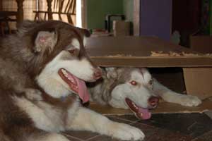 Hudons Malamutes - Loki