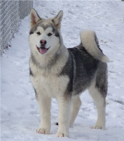 Hudsons Malamutes - Sequoia