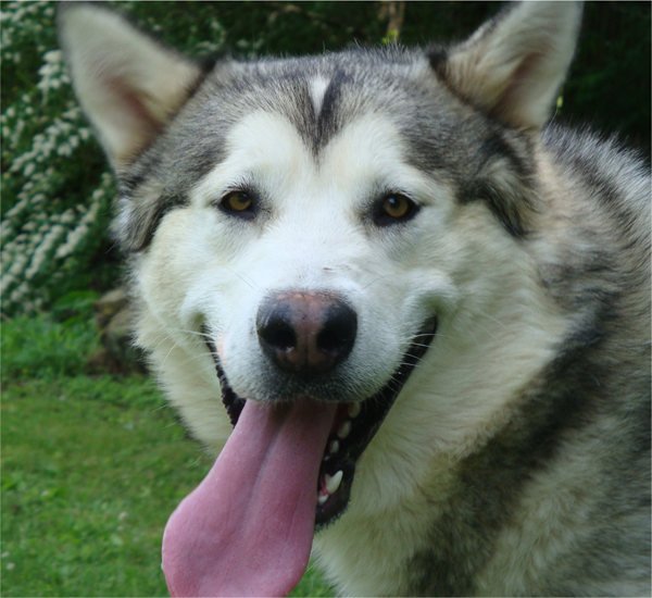 Hudsons Malamutes - Sequoia