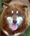 Hudsons Kuma Mahogany/White Alaskan Malamute