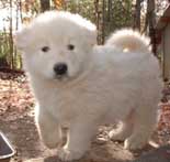 Hudson's Malamutes - Adorable White Puppy! - A Puppy is a big investment. You have to have love and understanding. You have to have a commitment to training.